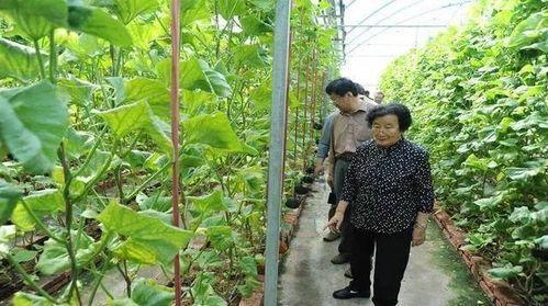 吃瓜视频爆料奶茶店是真的吗,揭秘网红饮品背后的秘密