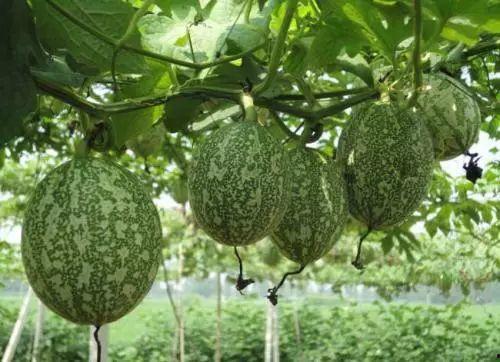 小吊瓜产地今日价格,行情波动解析与市场动态一览”