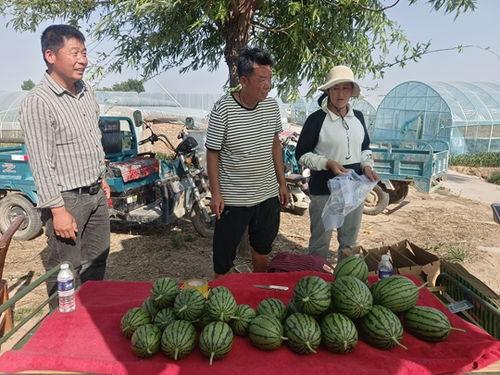 小吊瓜产地今日价格,行情波动解析与市场动态一览”