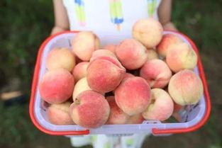 泡泡吃瓜热门大瓜,热门大瓜背后的真相与内幕