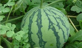 热门作者的瓜,揭秘创作背后的故事与争议