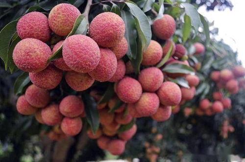 同城热门吃瓜小能手小说,揭秘同城热门八卦风云录