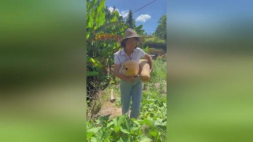 今日摘瓜视频在线观看,精彩瞬间在线观看，不容错过