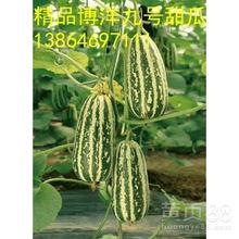 今日山东博洋瓜价,探寻瓜市新动态