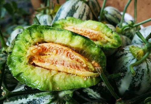 今日山东博洋瓜价,探寻瓜市新动态