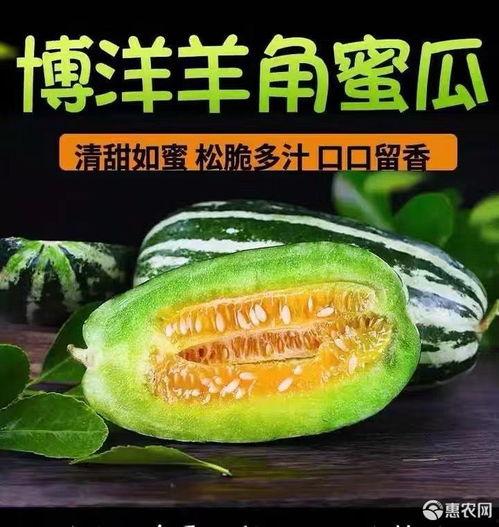 今日山东博洋瓜价,探寻瓜市新动态