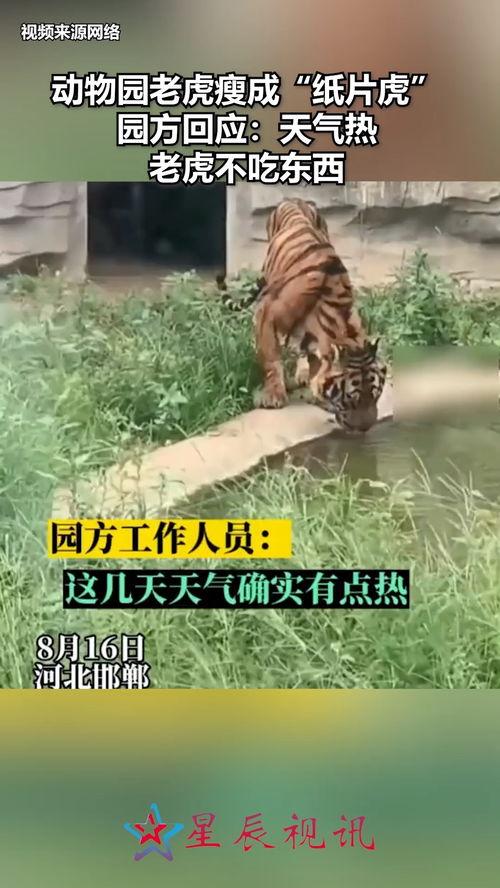 今日吃瓜老虎涧全集,老虎涧风云录，揭秘神秘事件全貌