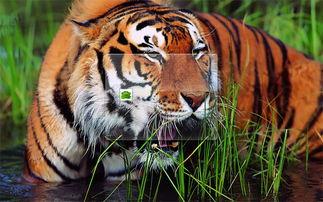 今日吃瓜老虎涧全集,老虎涧风云录，揭秘神秘事件全貌