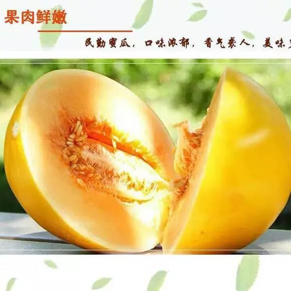 今日蜜瓜报价最新行情,今日最新报价一览