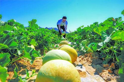 今日摘瓜小分队文案,欢乐采摘，共享丰收喜悦