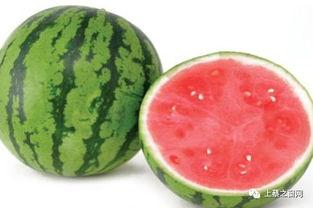 今日麒麟瓜产地价格,今日行情一览”