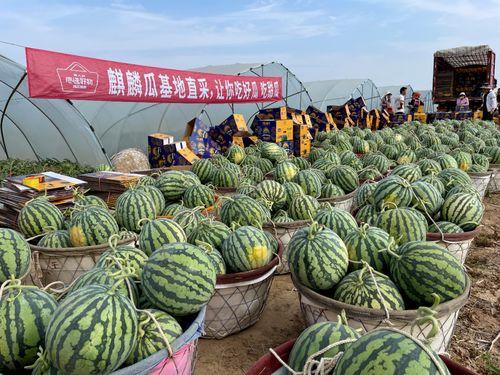 今日麒麟瓜产地价格,今日行情一览”