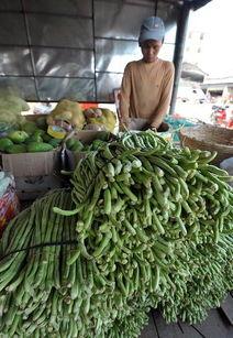 海南今日瓜菜最新报价,新鲜上市，价格行情一览