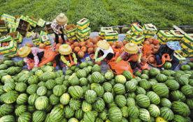 海南今日瓜菜最新报价,新鲜上市，价格行情一览