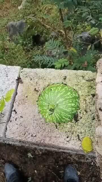 热门搞笑视频瓜,笑到肚子疼的瞬间