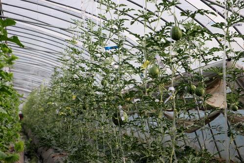 扬州热门瓜,探寻扬州热门瓜类的独特魅力