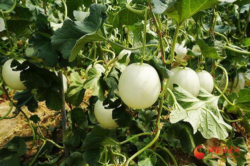 小蜜瓜今日价格表,今日市场行情一览