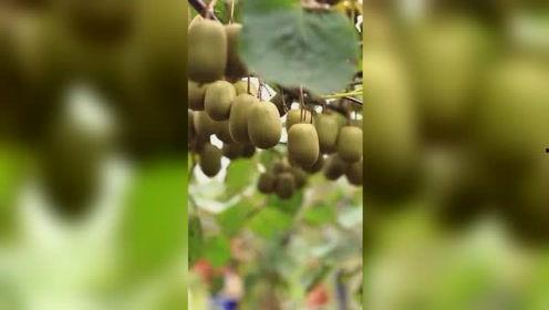 湘西永顺县黑妹吃八月瓜,黑妹与八月瓜的甜蜜邂逅