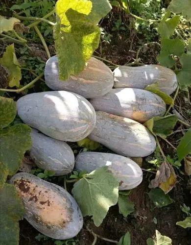 湘西永顺县黑妹吃八月瓜,黑妹与八月瓜的甜蜜邂逅