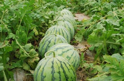 历史热门大瓜排行,那些年我们津津乐道的惊天秘闻