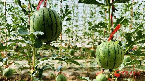 历史热门大瓜排行,那些年我们津津乐道的惊天秘闻