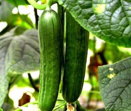 吃黑刺瓜的好处是什么意思,营养丰富的健康佳品，吃出健康好处多