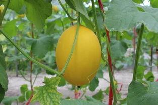 蜜瓜热门音乐,夏日炎炎里的清凉音乐之旅