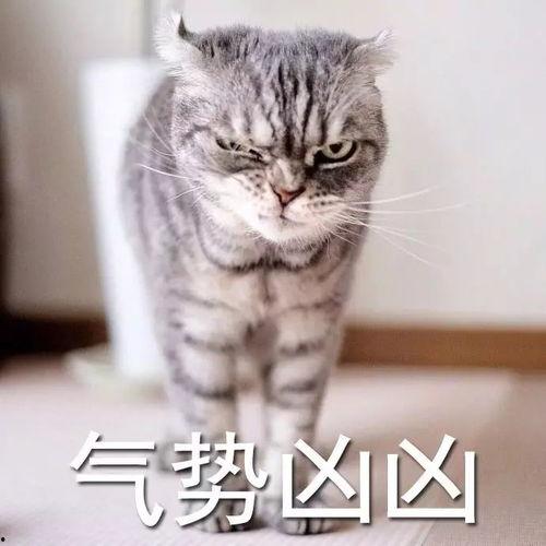 猫的次元吃瓜抖音爆料
