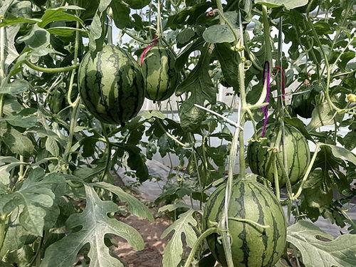 上蔡小吊瓜今日价格,价格行情一览