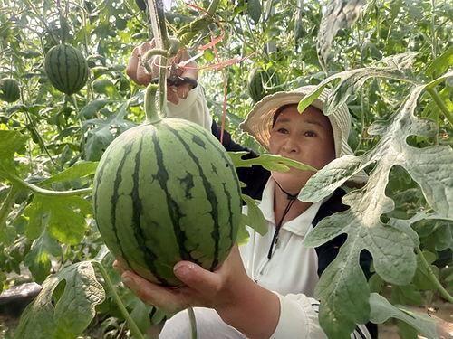 上蔡小吊瓜今日价格,价格行情一览