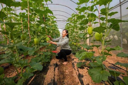 今日青秀区最新瓜,揭秘今日热点事件背后的真相