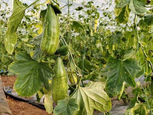 今日青秀区最新瓜,揭秘今日热点事件背后的真相