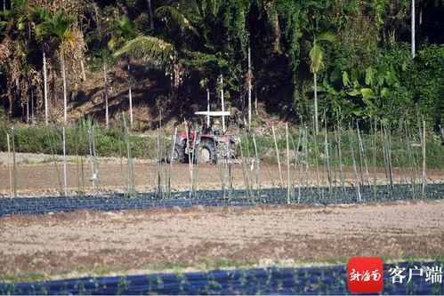 今日保亭瓜菜价格,今日价格行情一览