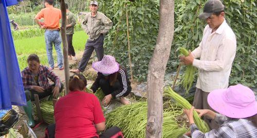 今日保亭瓜菜价格,今日价格行情一览