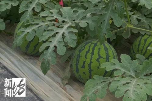 新鲜热门大瓜,揭秘明星背后的惊人真相！