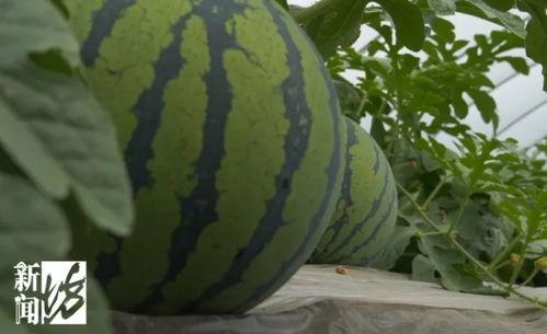 新鲜热门大瓜,揭秘明星背后的惊人真相！