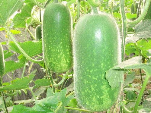 51每日必吃大瓜热门top1,揭秘热门话题榜首风云