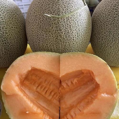 嘉兴今日哈密瓜价,市民抢购热潮来袭