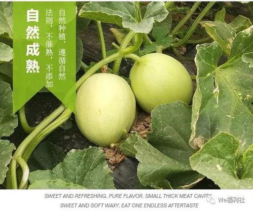 今日吃货51吃瓜,揭秘吃瓜界的风云变幻