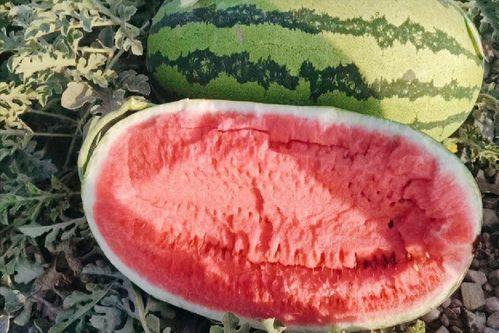 新疆硒砂瓜今日行情,品质优价高，丰收季喜讯连连