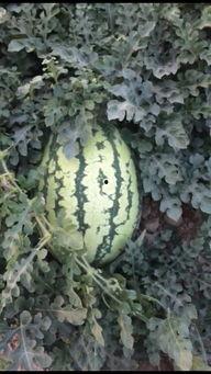 新疆硒砂瓜今日行情,品质优价高，丰收季喜讯连连