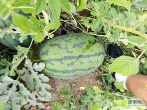 新疆硒砂瓜今日行情,品质优价高，丰收季喜讯连连