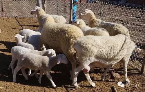 三只羊吃瓜爆料直播间,揭秘娱乐圈幕后故事