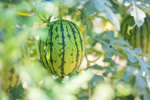 近两年热门大瓜有哪些