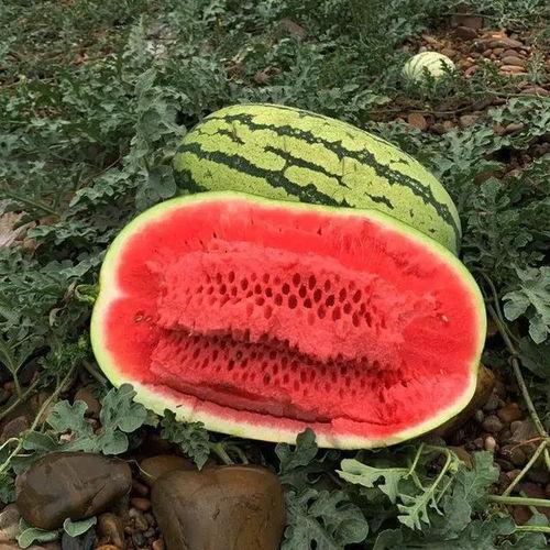 厚皮绿瓜今日价格