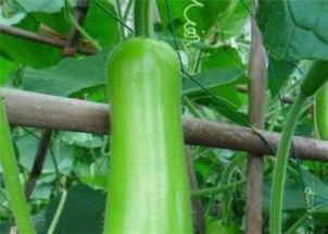 温州今日瓠瓜价格多少,温州市场今日行情一览”