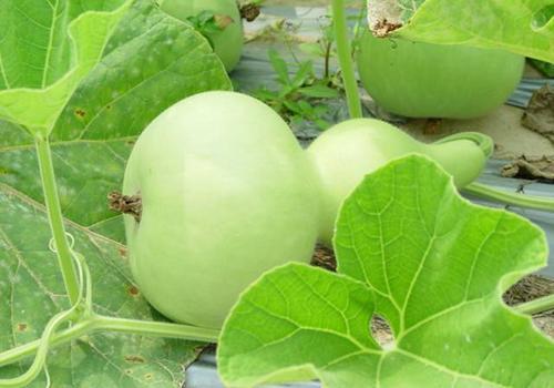 温州今日瓠瓜价格多少,温州市场今日行情一览”