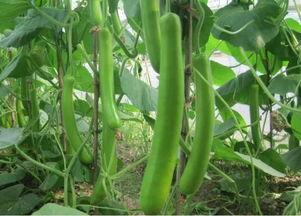 温州今日瓠瓜价格多少,温州市场今日行情一览”