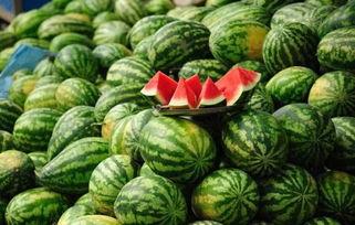 鄂尔多斯今日瓜价,新鲜上市，价格亲民