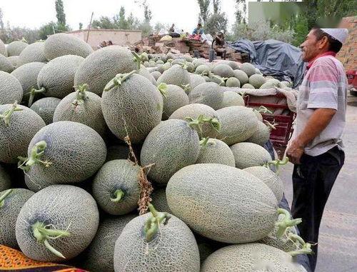 今日哈密瓜价格走势,今日市场行情解析